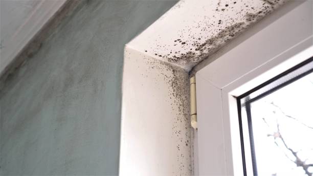 Best Mold Removal for HVAC Installations  in Canby, MN