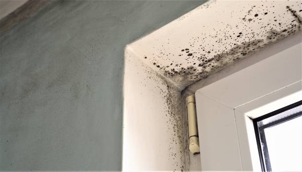 Best Environmental Consulting for Mold Prevention  in Canby, MN