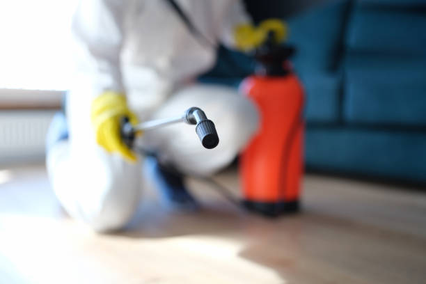 Best Mold Damage Restoration  in Canby, MN