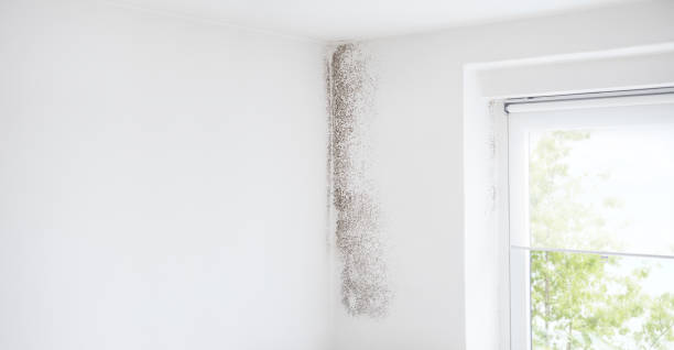 Best Residential Mold Inspection & Testing  in Canby, MN