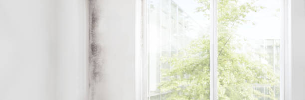 Best Commercial Mold Inspection  in Canby, MN