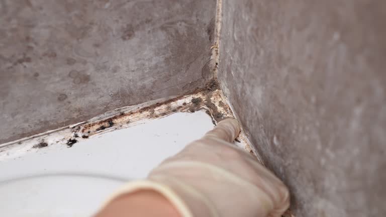 Best Industrial Mold Remediation  in Canby, MN