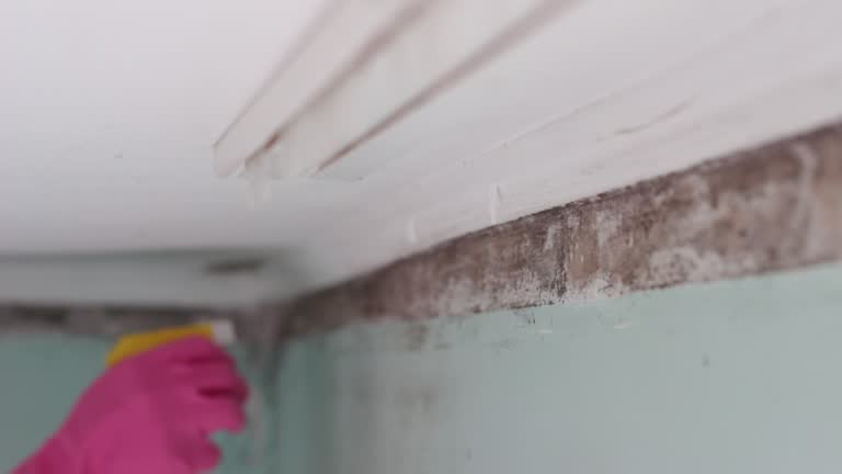 Best Asbestos and Lead Testing During Mold Inspection  in Canby, MN
